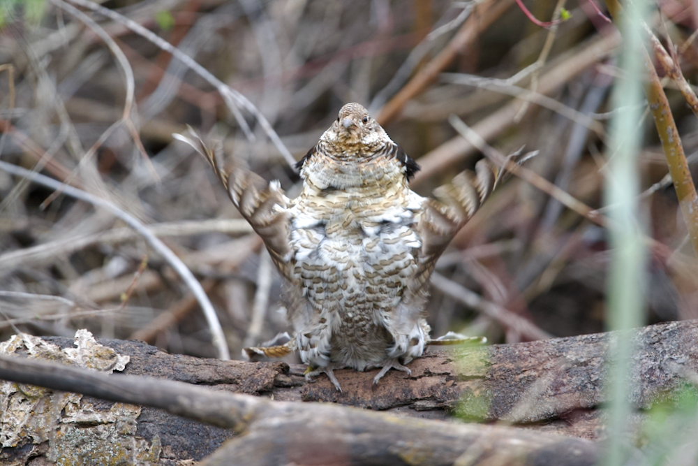 dsc_3405-png
