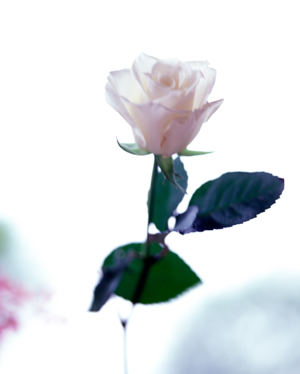 flower-jpg