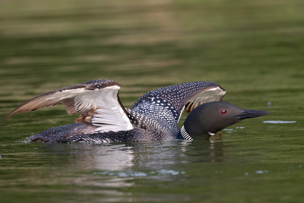 dsc_7081-jpg