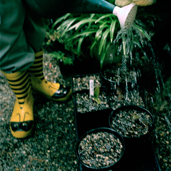 060510akpaaagarden_001-jpg