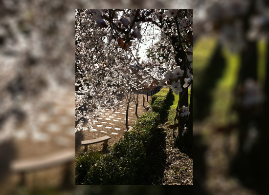 Mausoleum Front with Flowering Trees