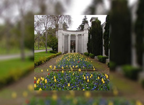 Yellow Tulips at Mountain View Cemetery
