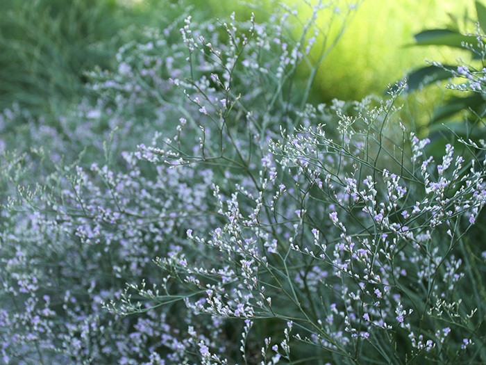 Featured Plant Sea Lavender The High Line