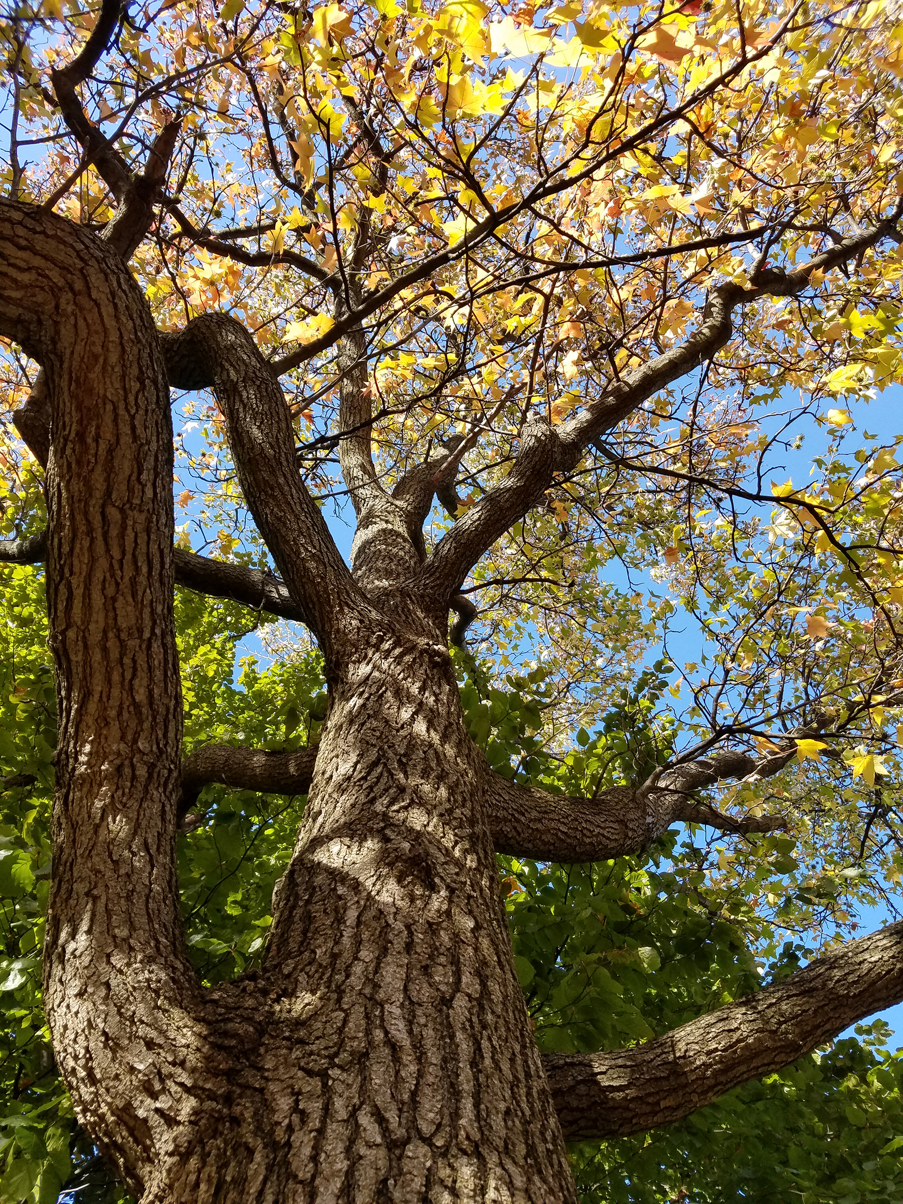 Featured Plant the American Sweetgum The High Line