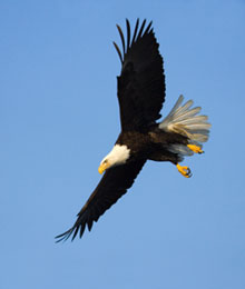 Focus on your strengths - picture of eagle