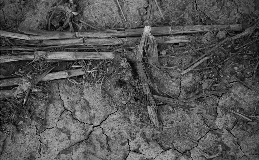 at the edge of the field