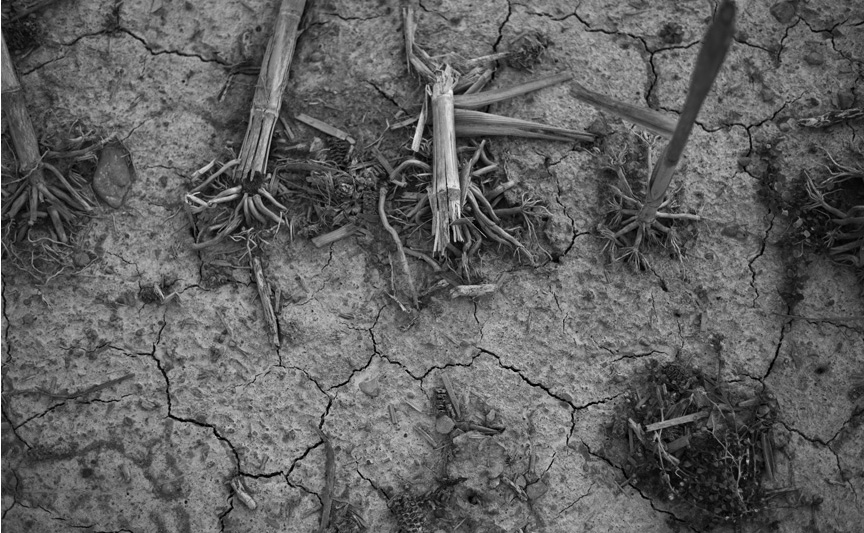 at the edge of the field