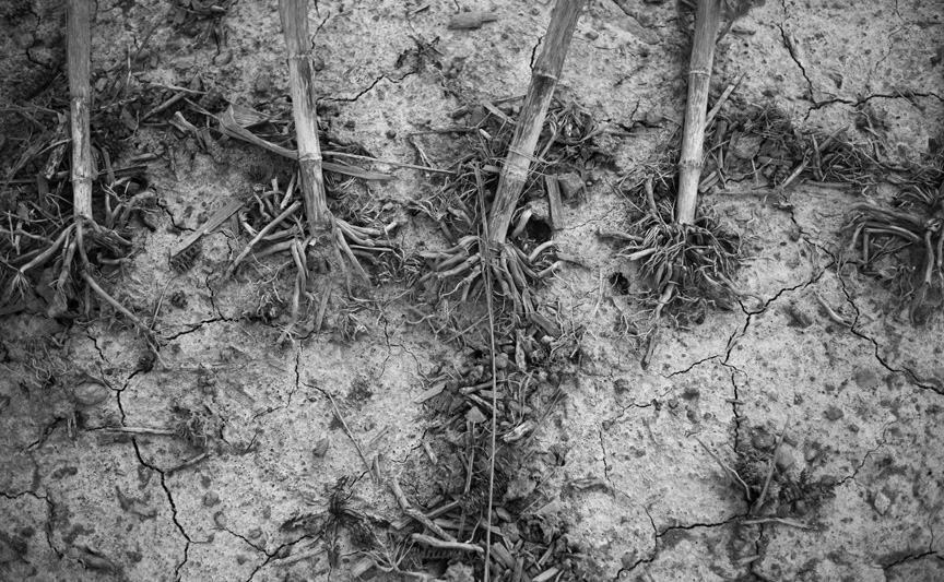 at the edge of the field