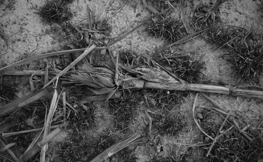 at the edge of the field