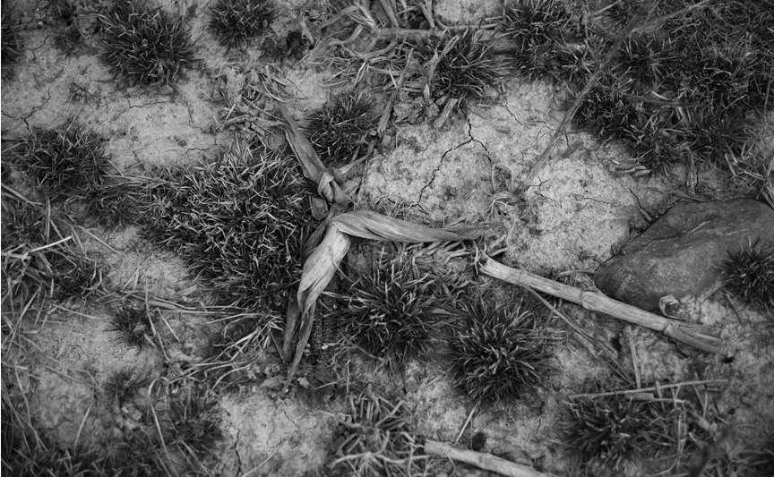 at the edge of the field