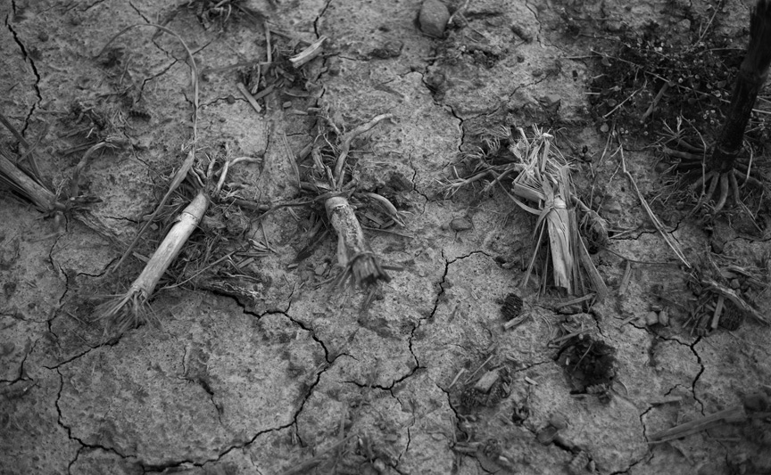 at the edge of the field