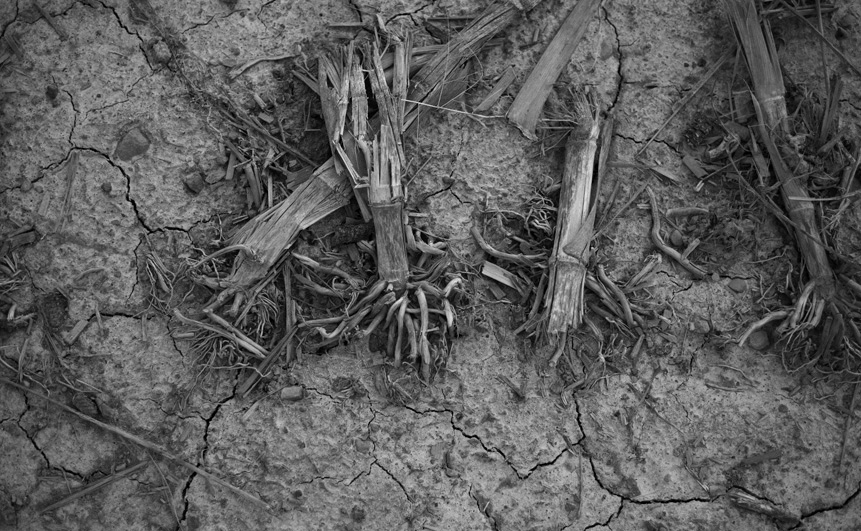 at the edge of the field