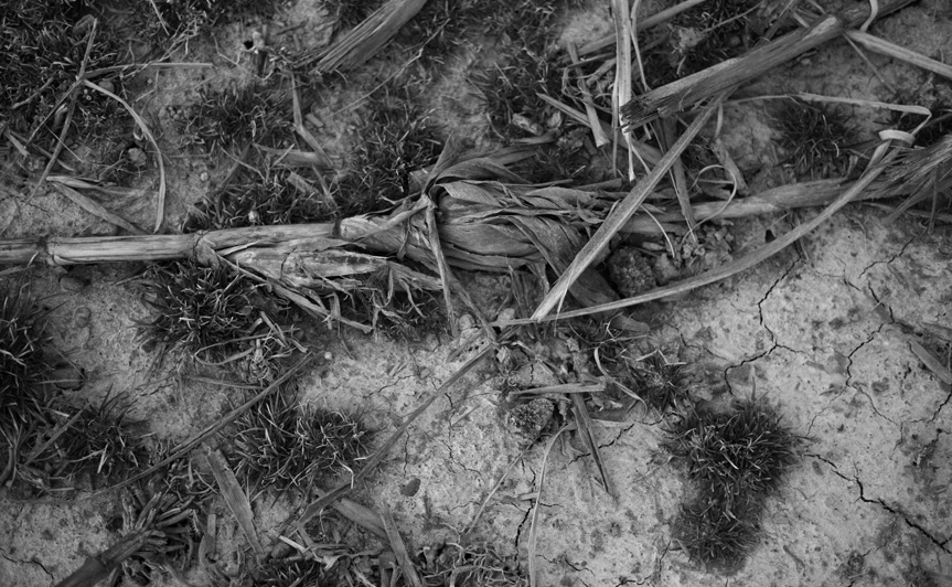 at the edge of the field