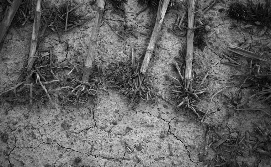 at the edge of the field