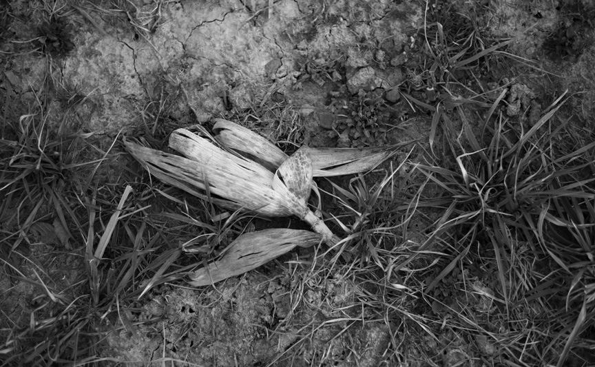 at the edge of the field