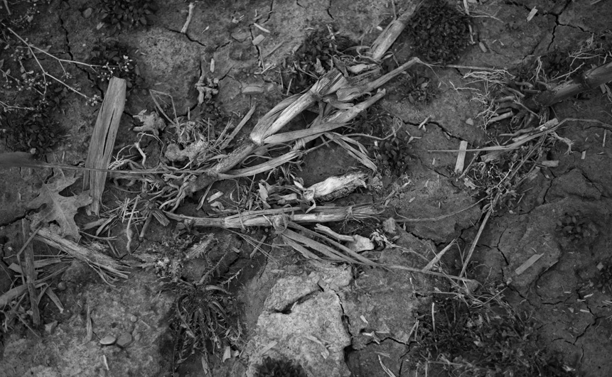 at the edge of the field