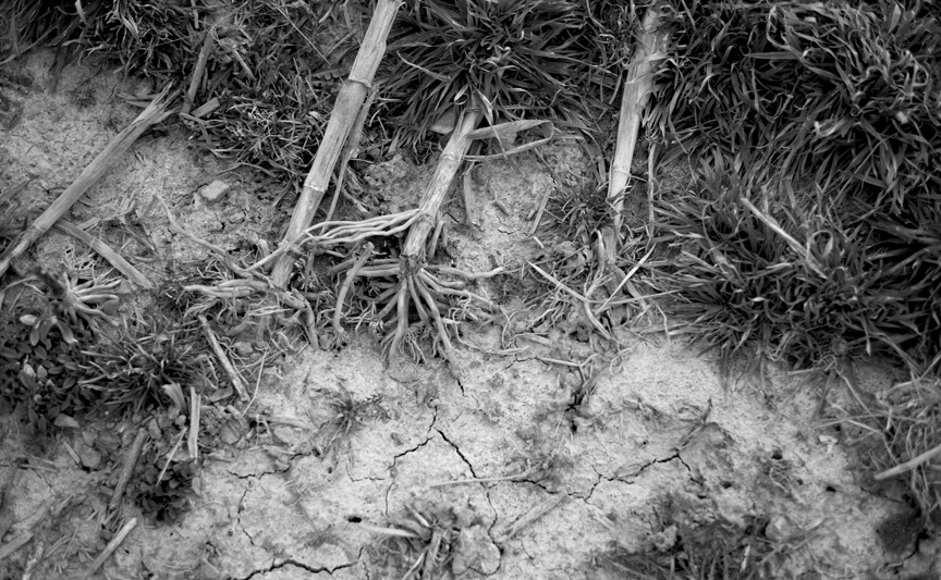 at the edge of the field