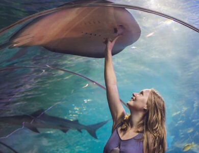 Curious About Dubai Aquarium & Underwater Zoo?