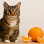 Can Cats Eat Oranges? What Every Pet Parent in the USA Should Know