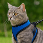 Exploring the World of Cat Harnesses: Safety Meets Adventure