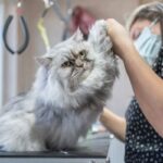 Why a Professional Grooming Station in San Diego is a Must for Your Pet’s Health and Happiness