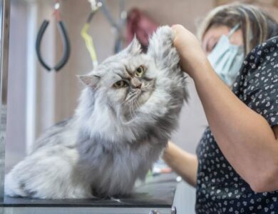 Why a Professional Grooming Station in San Diego is a Must for Your Pet’s Health and Happiness
