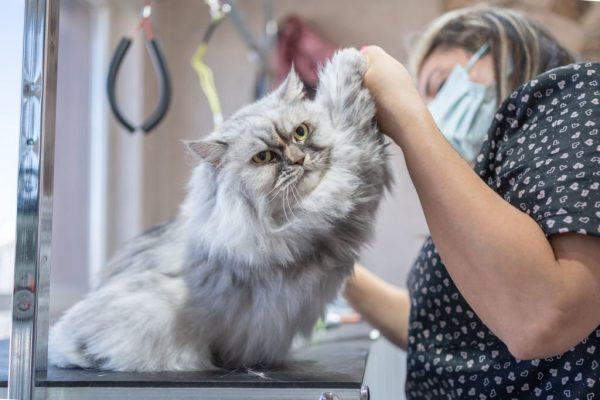 Why a Professional Grooming Station in San Diego is a Must for Your Pet’s Health and Happiness