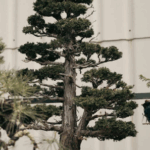 Why Routine Tree Pruning Matters for Tree Health