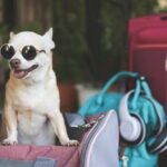 Traveling in Style: Tips for Carrying a Small Dog in Bag