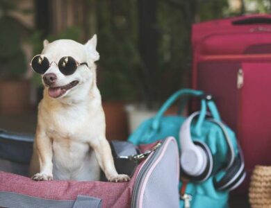 Traveling in Style: Tips for Carrying a Small Dog in Bag