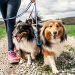 Alpha Dog Training: Mastering Pack Leader Techniques for Effective Dog Leadership Training