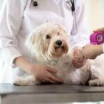 Understanding Your Pet’s Pain: How to Spot and Manage Pain in Dogs and Cats
