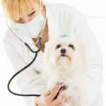 Pet Respiratory Emergencies: How to Recognize and Respond Quickly