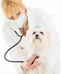 Pet Respiratory Emergencies: How to Recognize and Respond Quickly