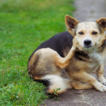 Expert Pet Surgery & Cat Vaccines Comprehensive Care at Kainer Vet