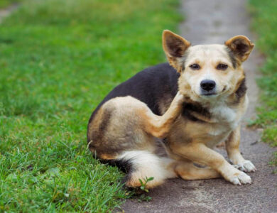 Expert Pet Surgery & Cat Vaccines Comprehensive Care at Kainer Vet