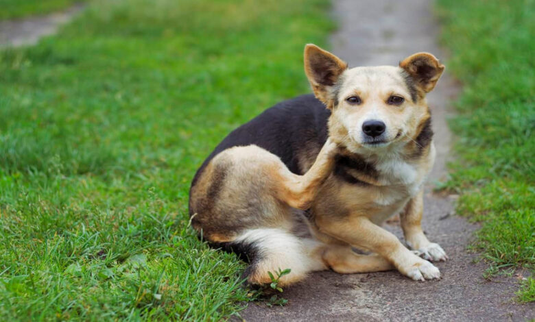 Expert Pet Surgery & Cat Vaccines Comprehensive Care at Kainer Vet