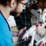 Recognizing and Responding to a Pet Cancer Emergency: What Every Pet Parent Should Know