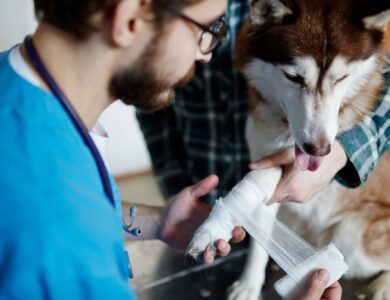 Recognizing and Responding to a Pet Cancer Emergency: What Every Pet Parent Should Know