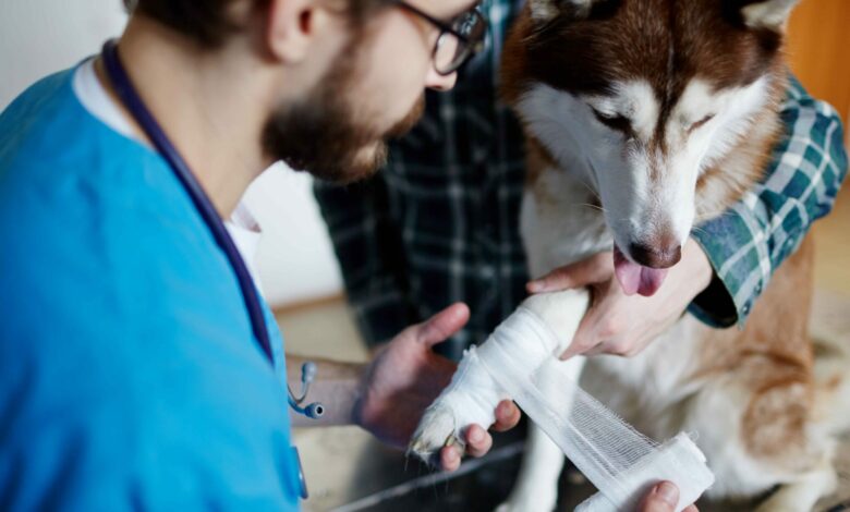 Recognizing and Responding to a Pet Cancer Emergency: What Every Pet Parent Should Know