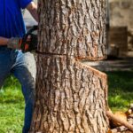 How to Prepare Your Hull Garden for Tree Removal Services