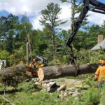 What Does a Tree Removal Service Include?