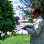 Guide For Sod Installation & Lawn Care Services for a Lush Yard