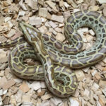 Things You Should Know Before Getting a Burmese Python