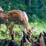 Book Your Dream Chandigarh to Manali Package Today