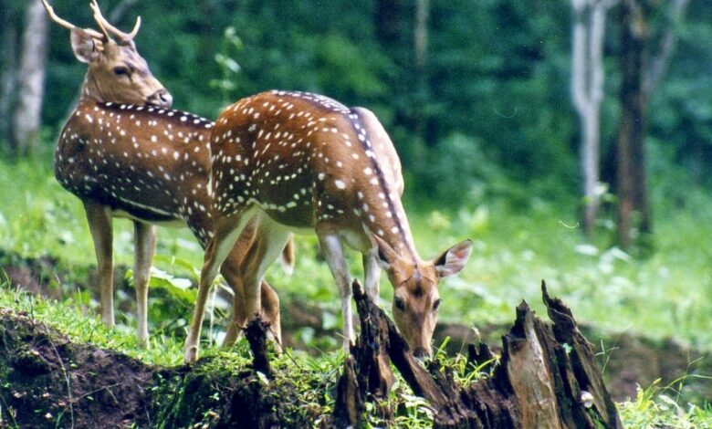 Book Your Dream Chandigarh to Manali Package Today