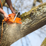 Tree Cutting vs. Tree Removal: What’s the Difference?