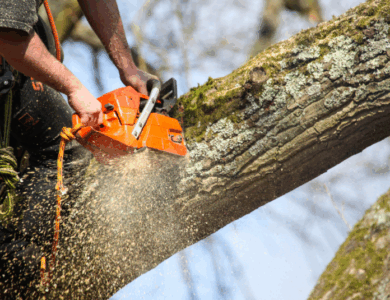 Tree Cutting vs. Tree Removal: What’s the Difference?