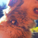 Extended Leash Training: Your Ultimate Summer Tool for Safe Dog Freedom