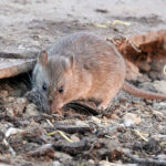 Why Rodent Control by a Professional Is Important in Spring, TX
